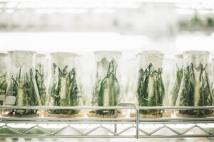 Glass test tubes with plants inside.